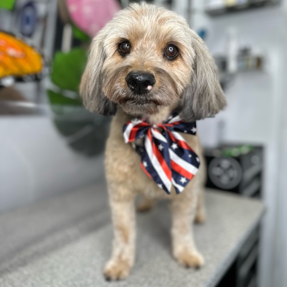 Meet your Posher, Ann - Picture 2 of 4